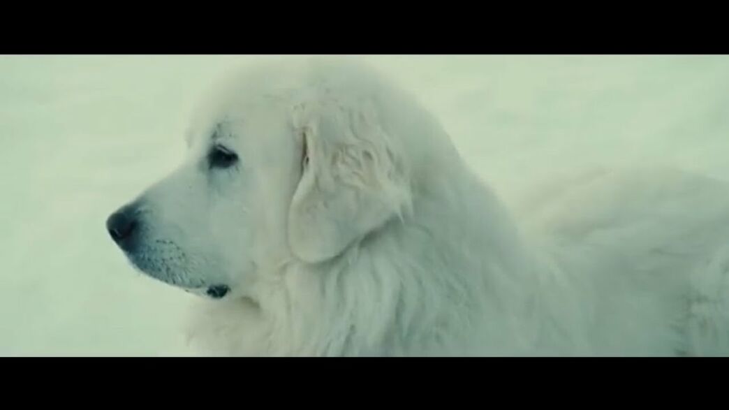 Belle e Sebastien la trama del film in onda stasera su Canale 5 Belle e Sebastien la trama del film in onda stasera su Canale 5