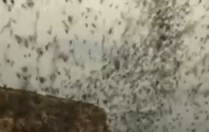 Api Assassine il film stasera su Tv8 martedì 16 agosto 2022 Api Assassine il film stasera su Tv8 martedì 16 agosto 2022