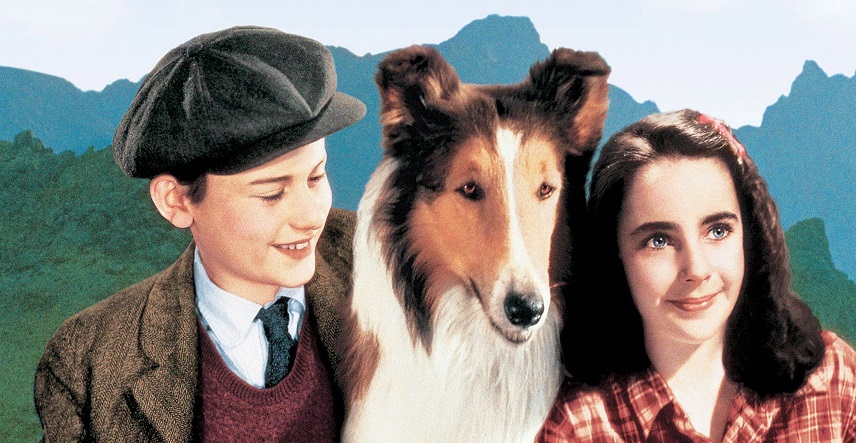 Torna a Casa, Lassie! lo storico film stasera su Rai Movie domenica 2 ottobre Torna a Casa, Lassie! lo storico film stasera su Rai Movie domenica 2 ottobre